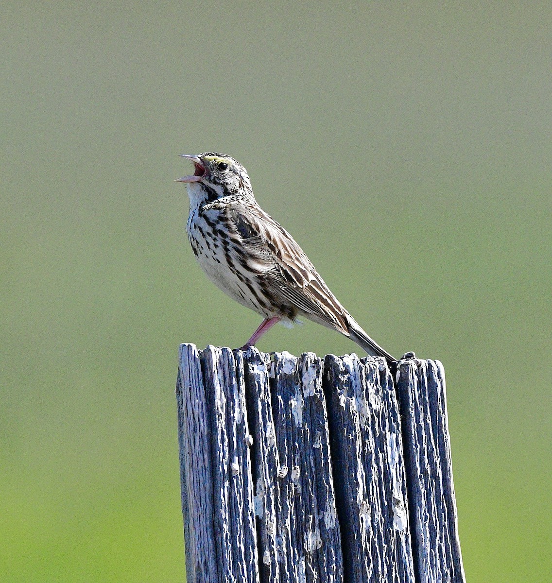 Savannah Sparrow - ML620016582