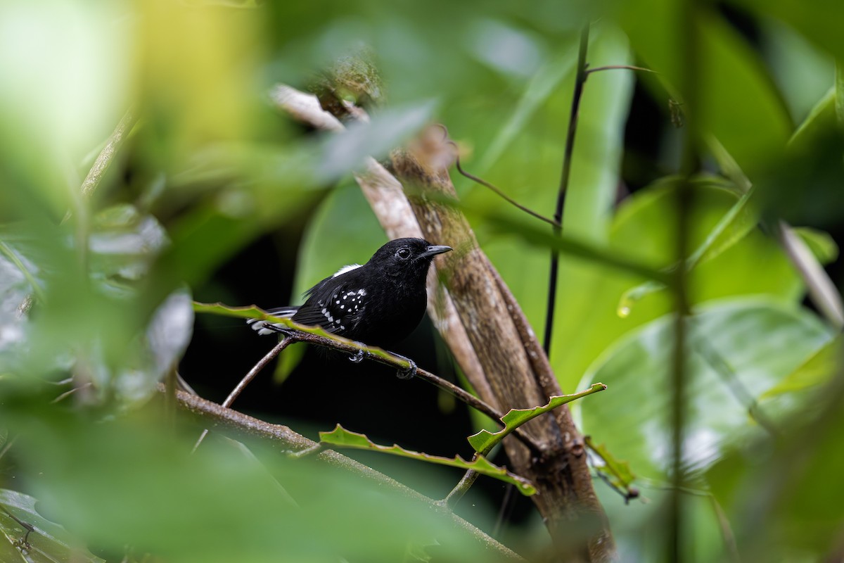 Dot-winged Antwren - ML620016583