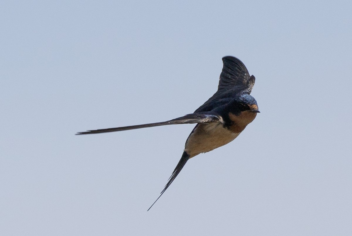 Barn Swallow - ML620016605
