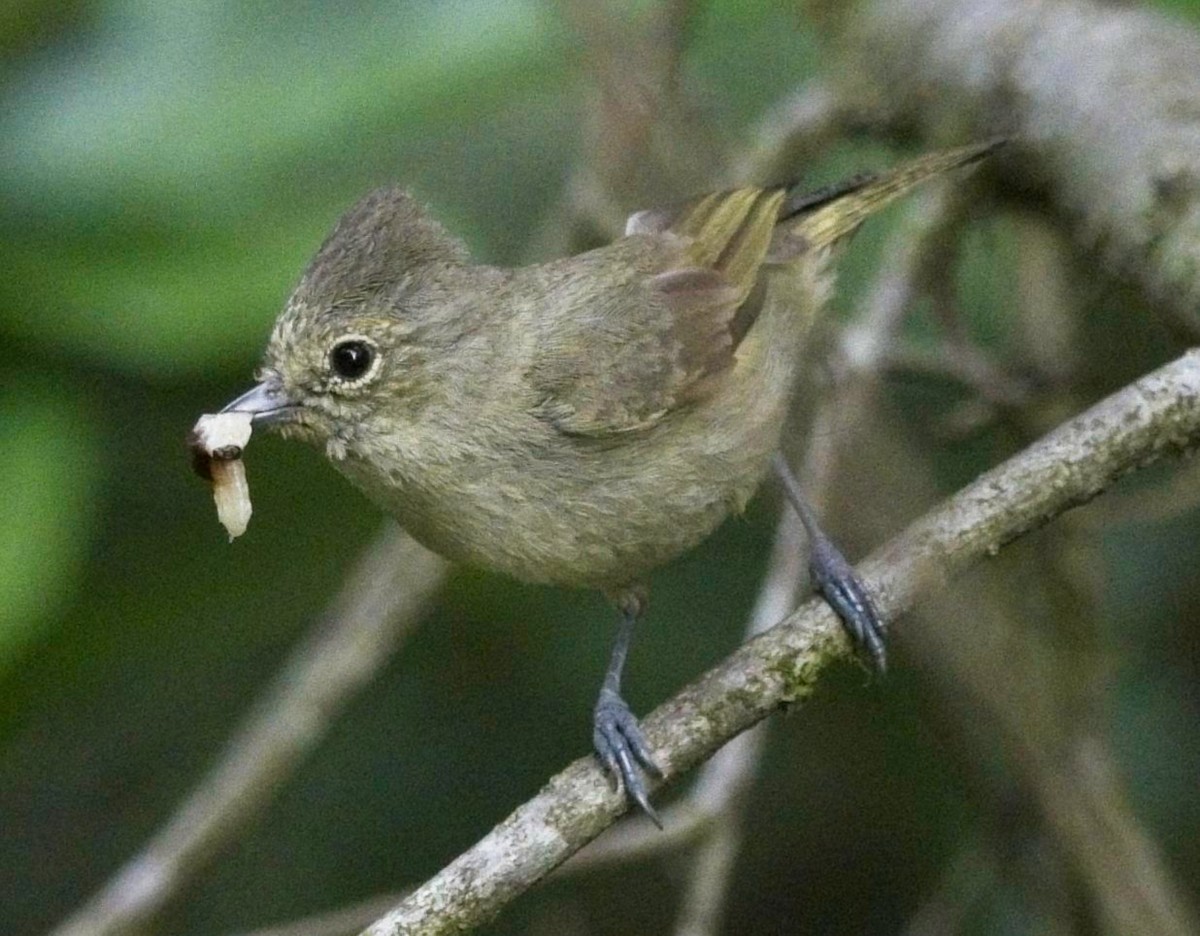 Yellow-browed Tit - ML620016609