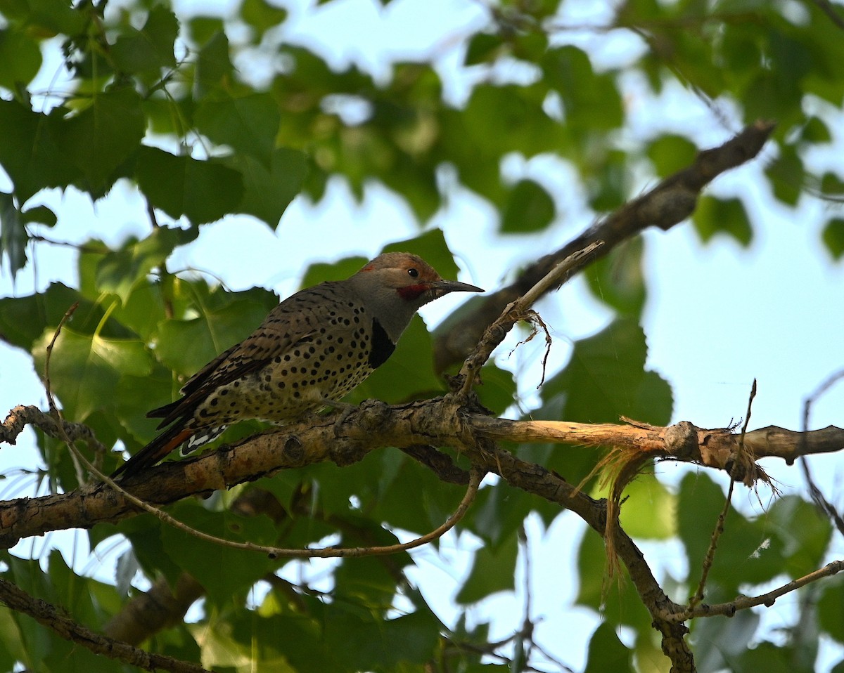 Northern Flicker (Red-shafted) - ML620016622