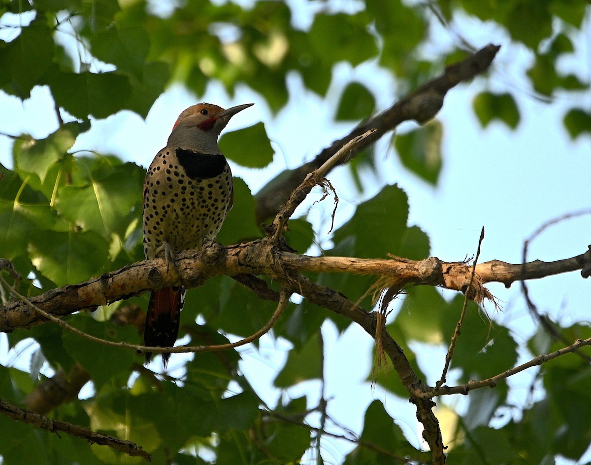 Northern Flicker (Red-shafted) - ML620016623