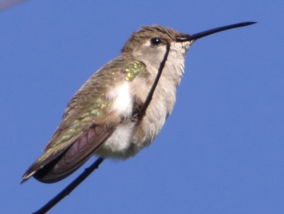 Costa's Hummingbird - ML620016635