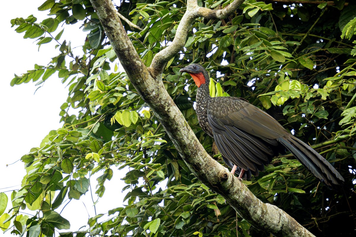 Spix's Guan - ML620016637