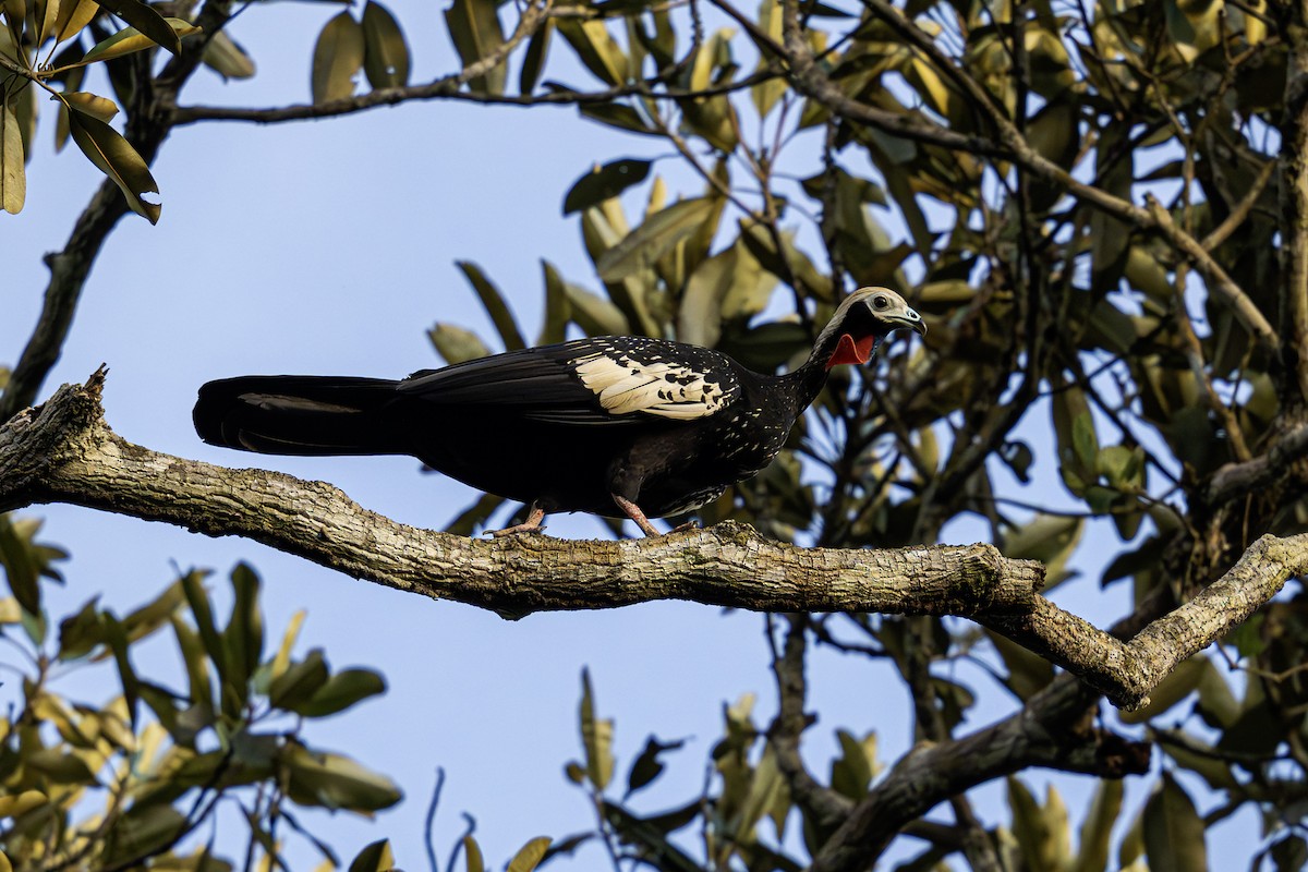 Red-throated Piping-Guan - ML620016640