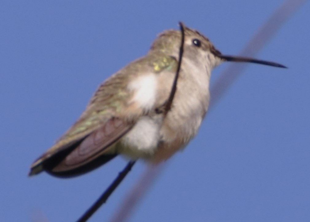 Costa's Hummingbird - ML620016641