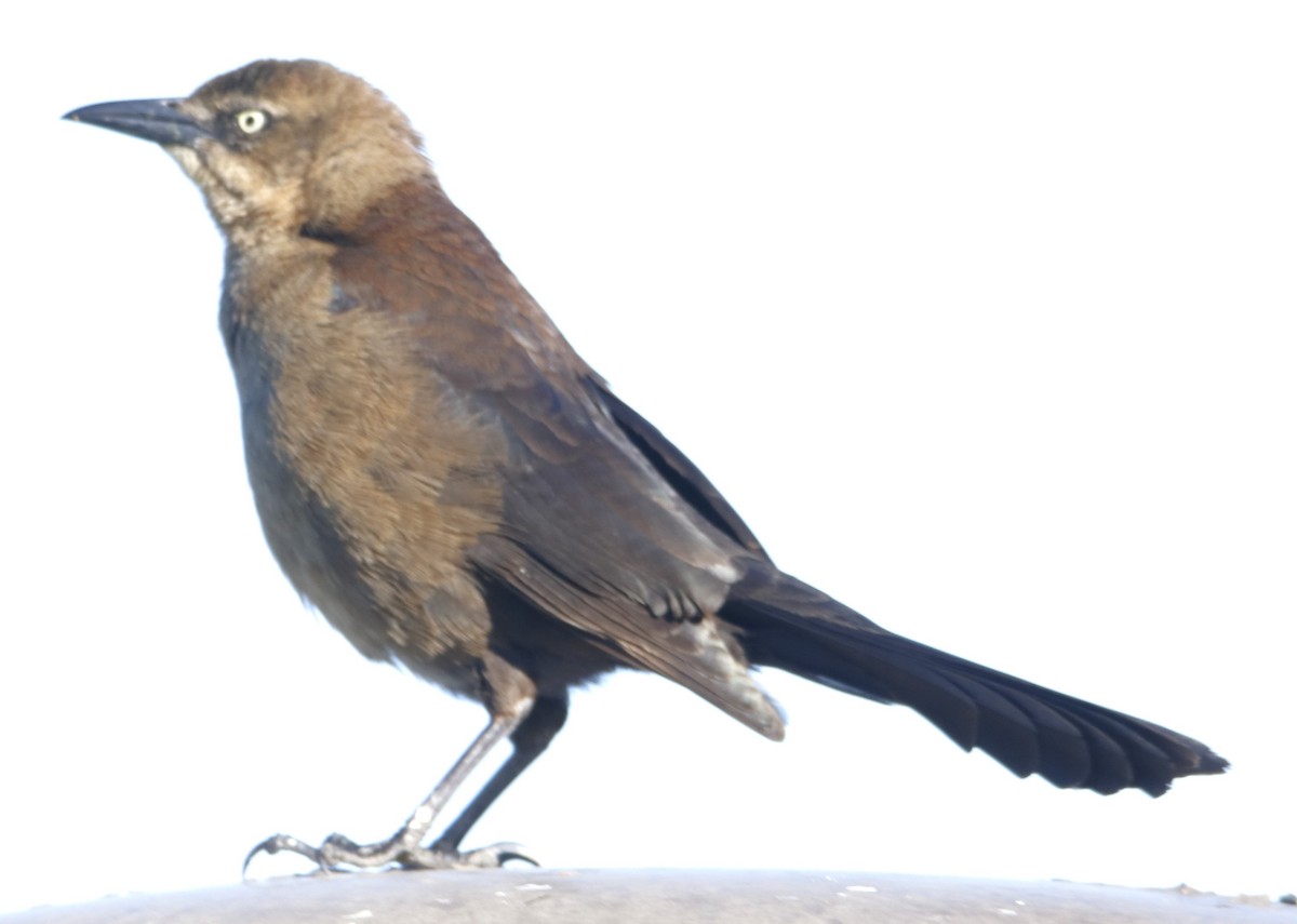 Great-tailed Grackle - ML620016647