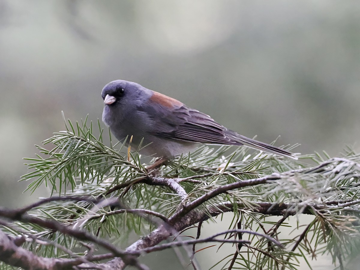 Junco Ojioscuro (caniceps) - ML620016648