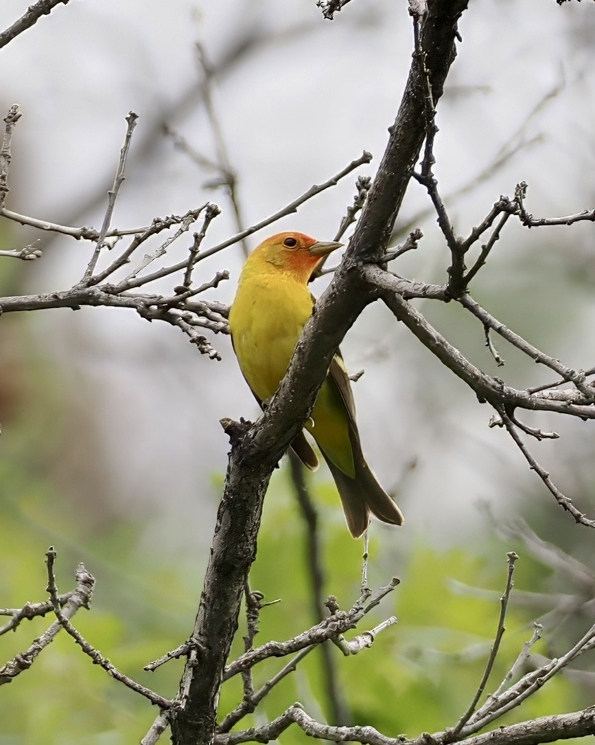 Western Tanager - ML620016655