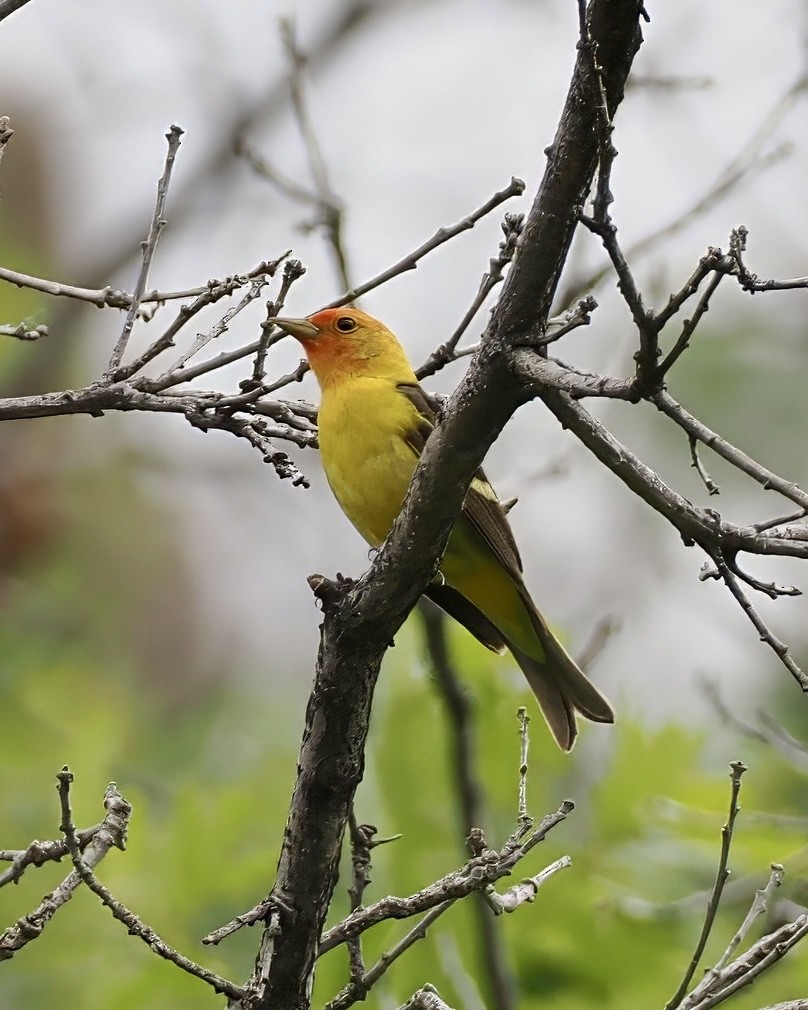 Western Tanager - ML620016656