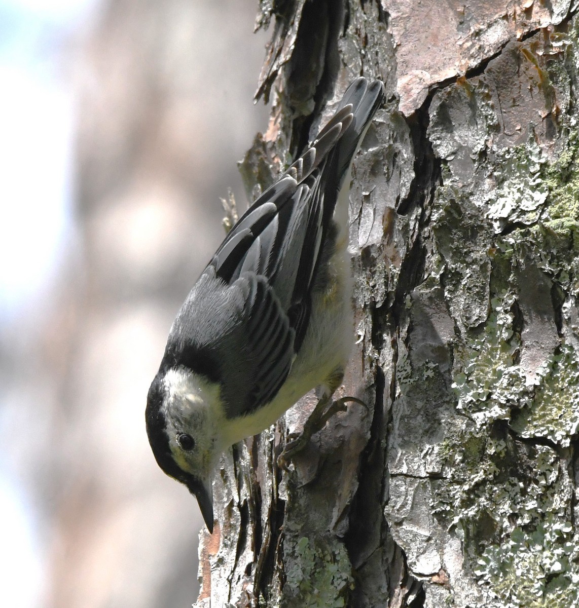 White-breasted Nuthatch - ML620016657