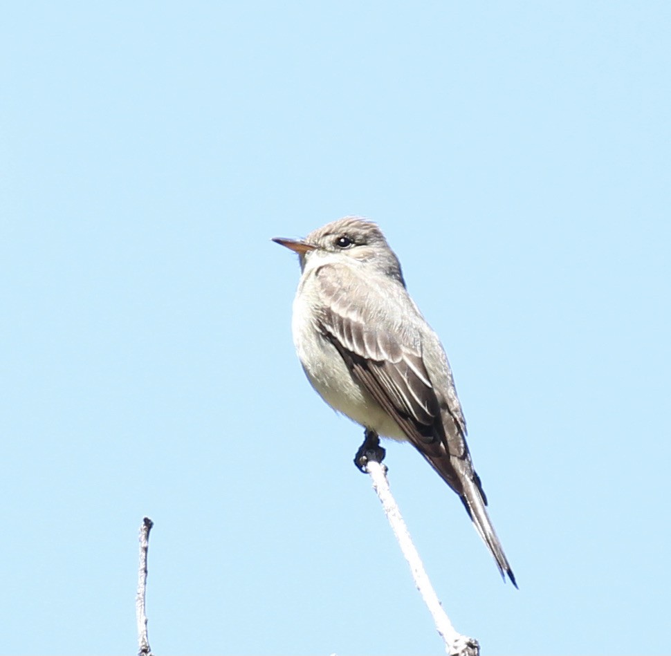 Western Wood-Pewee - ML620016663