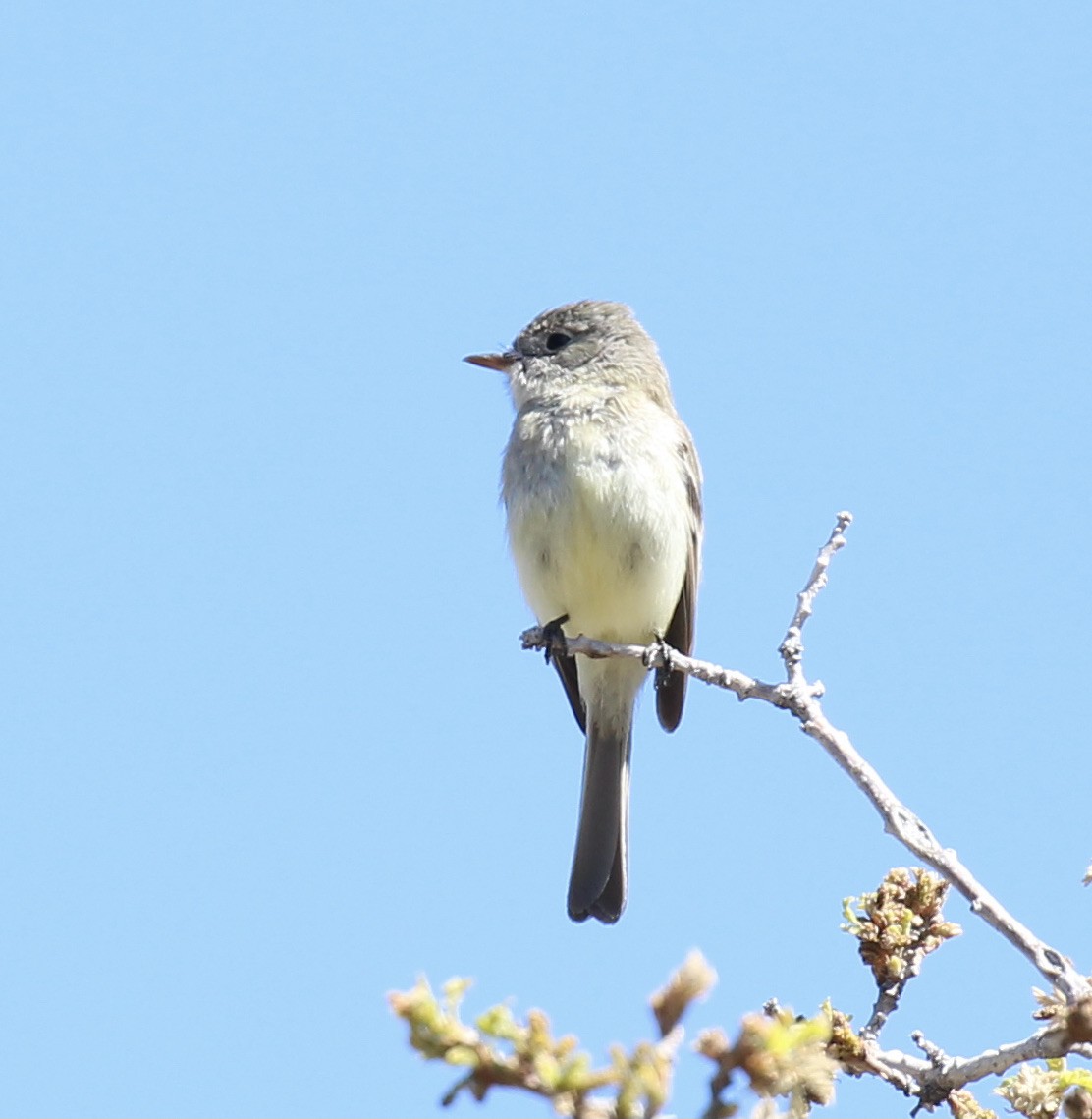 Dusky Flycatcher - ML620016669