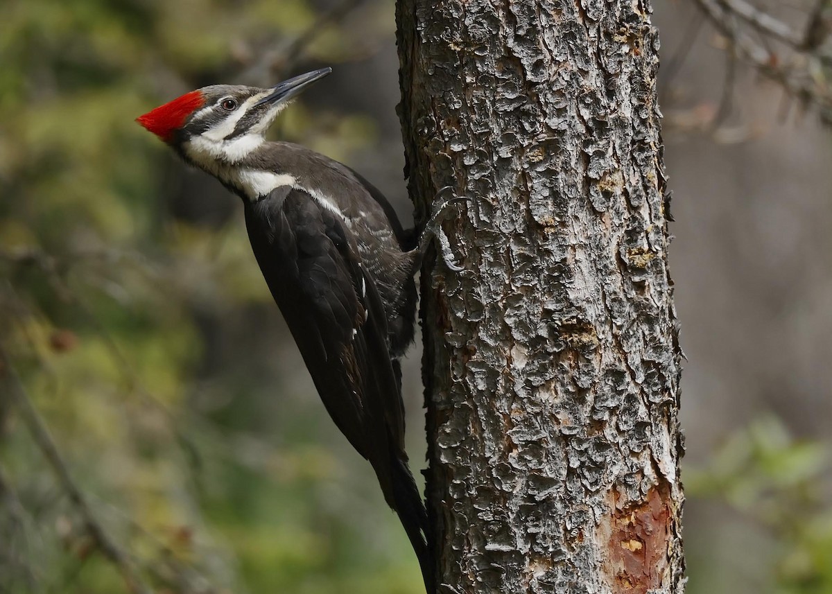 Pileated Woodpecker - ML620016672