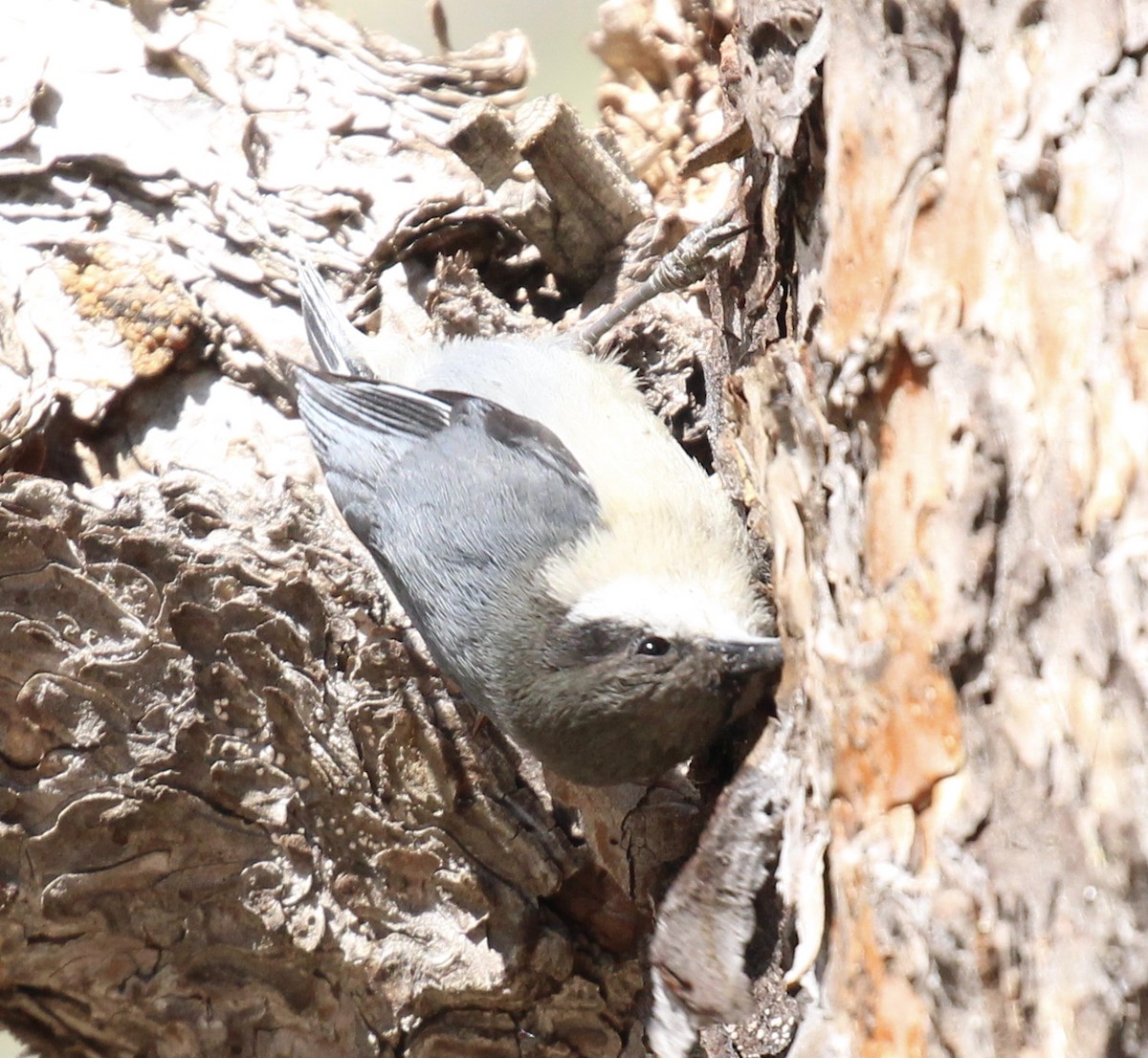 White-breasted Nuthatch - ML620016681