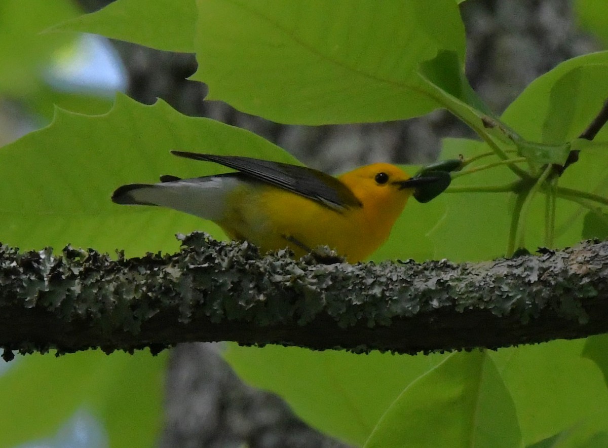 Prothonotary Warbler - ML620016685