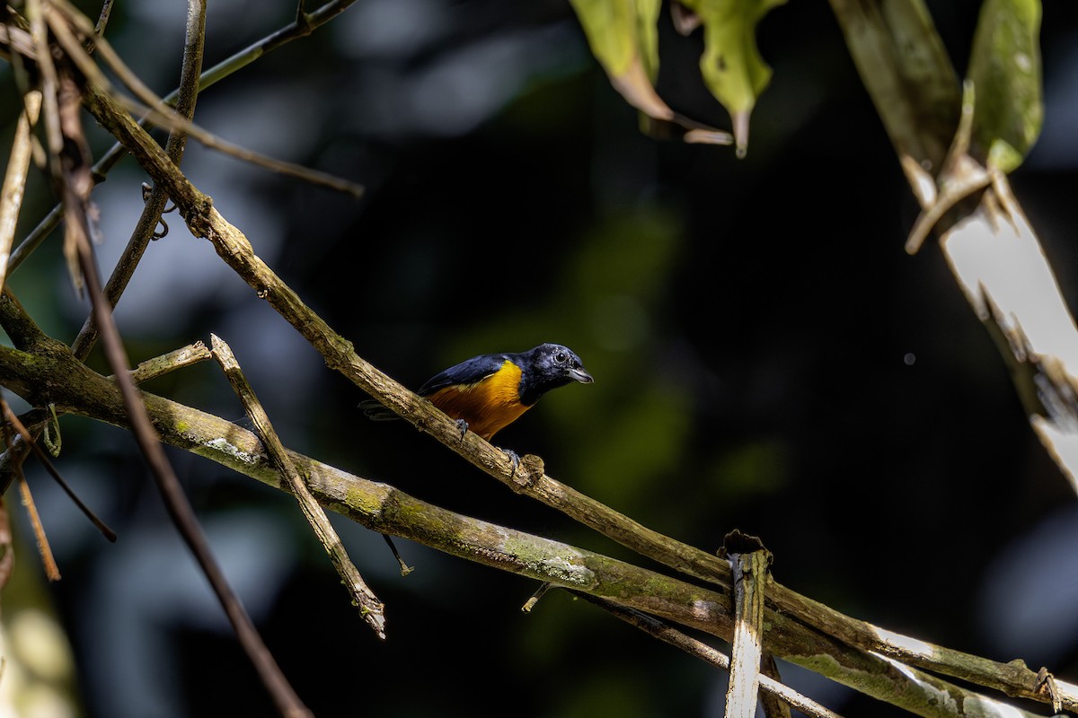 Rufous-bellied Euphonia - ML620016686