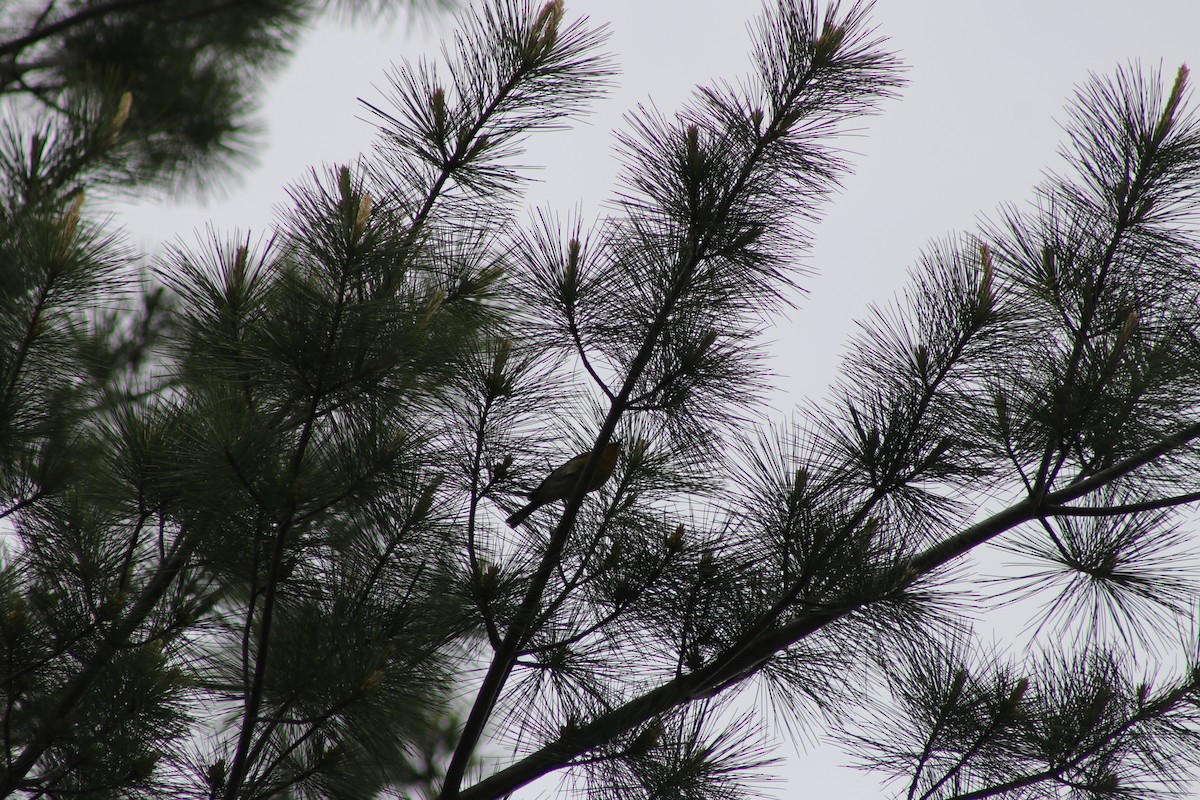 Pine Warbler - ML620016688