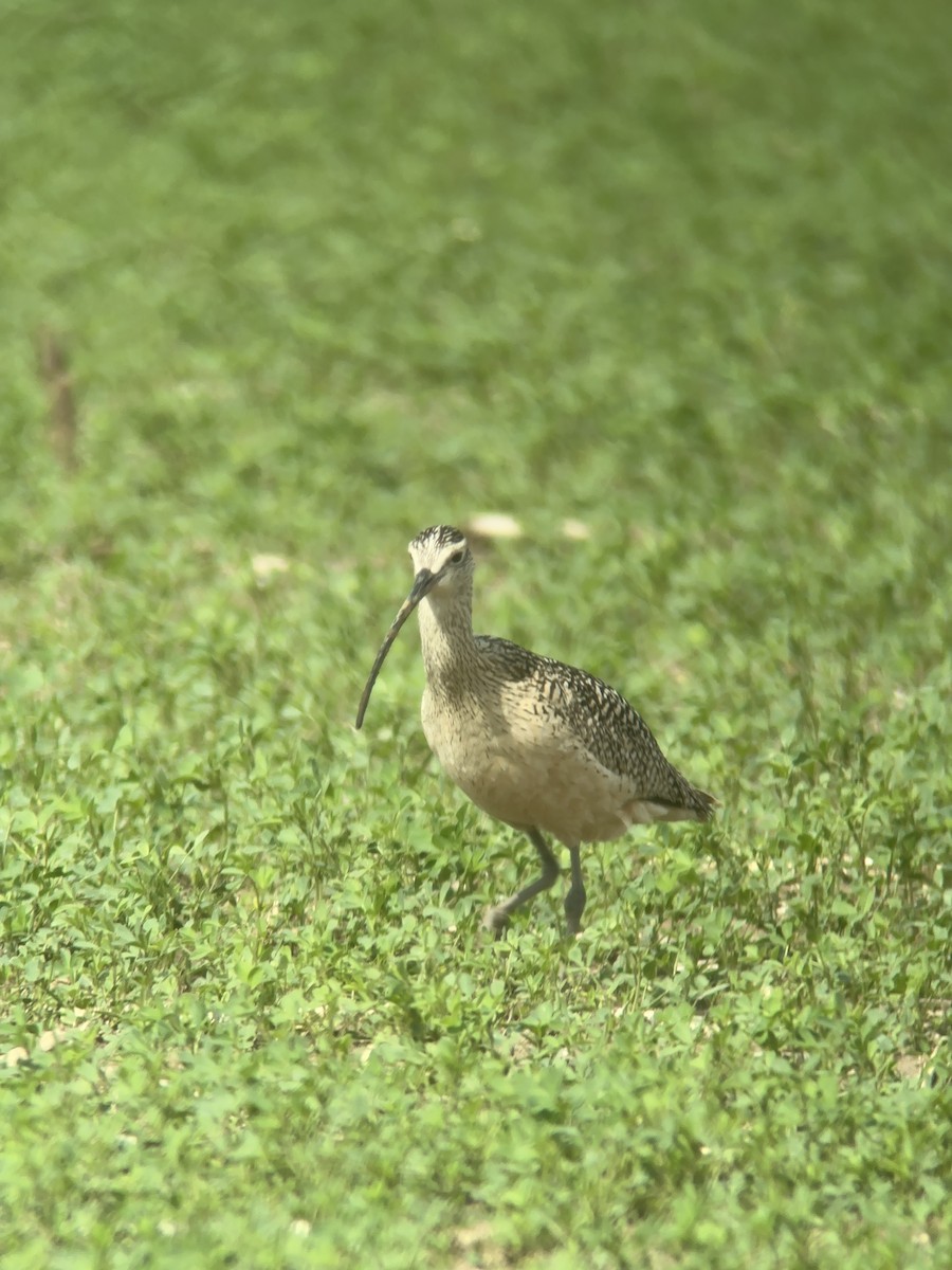Long-billed Curlew - ML620016704