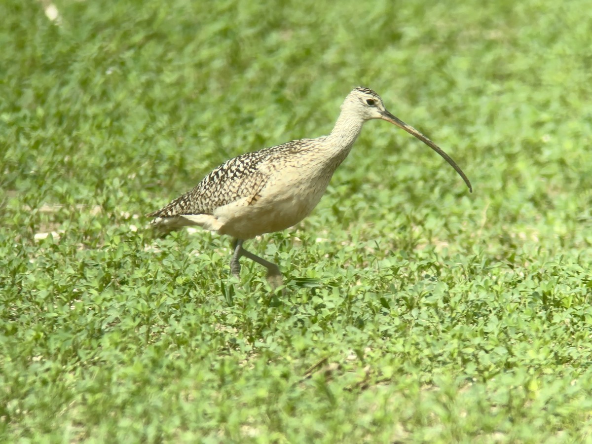 Long-billed Curlew - ML620016705