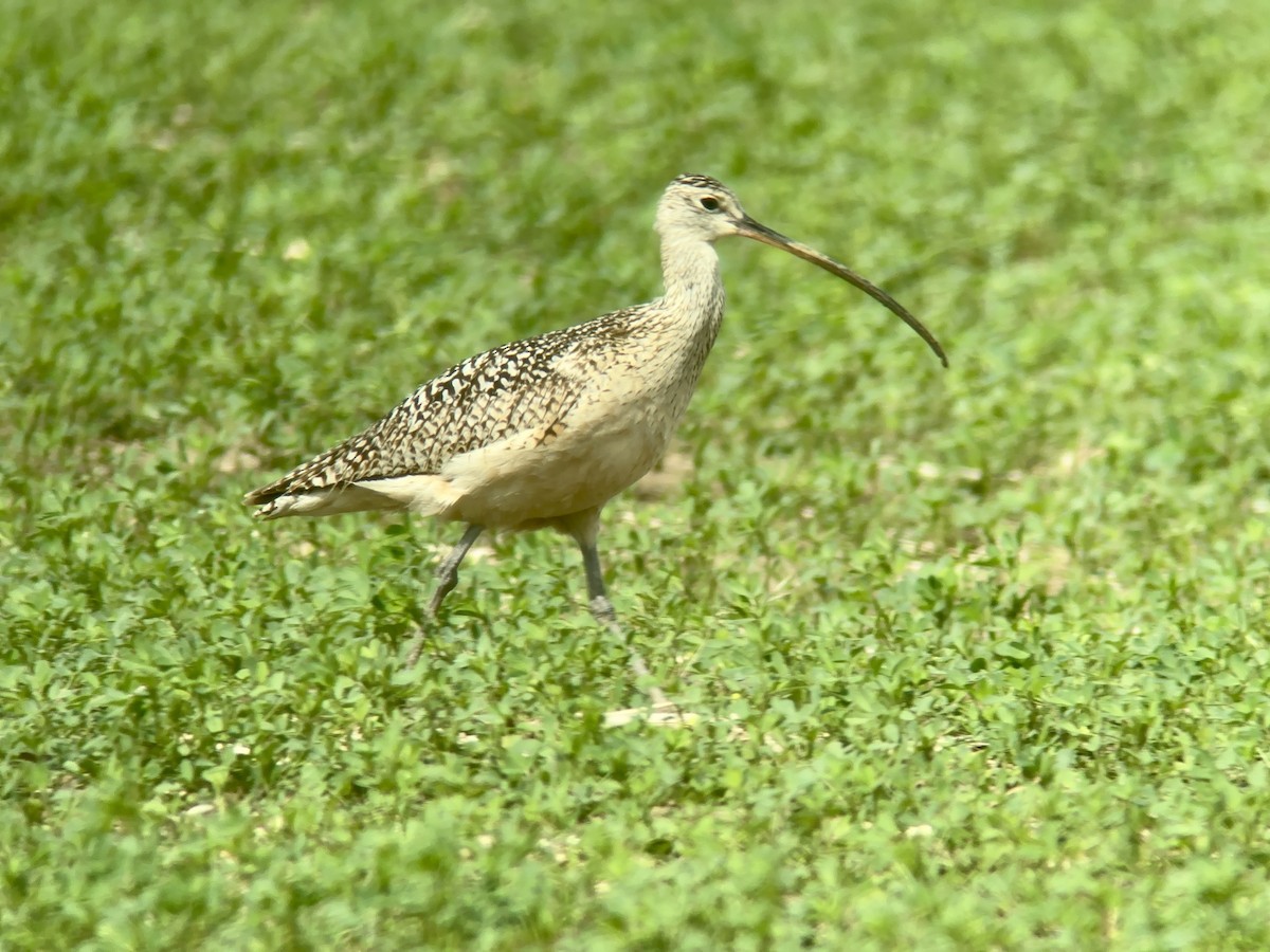 Long-billed Curlew - ML620016706