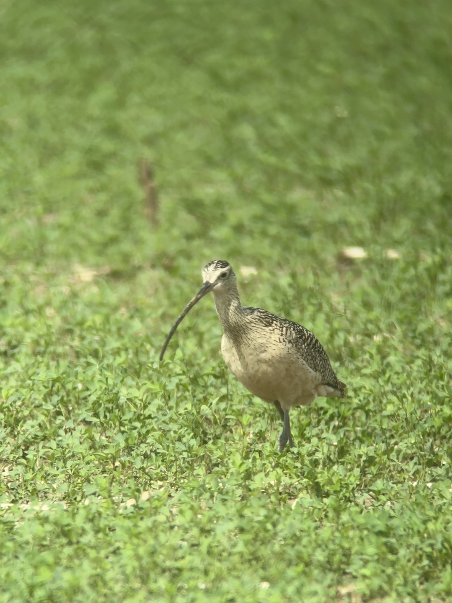 Long-billed Curlew - ML620016707