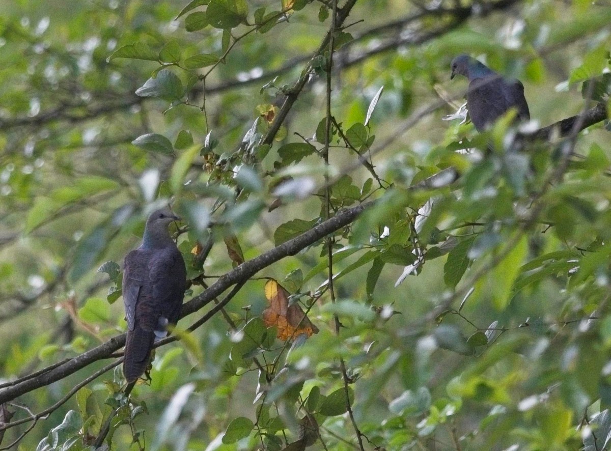 Barred Cuckoo-Dove - ML620016710