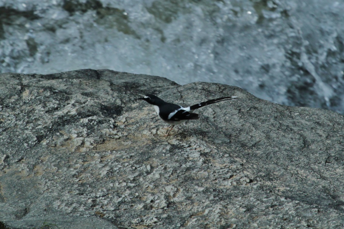 Black-backed Forktail - ML620016714