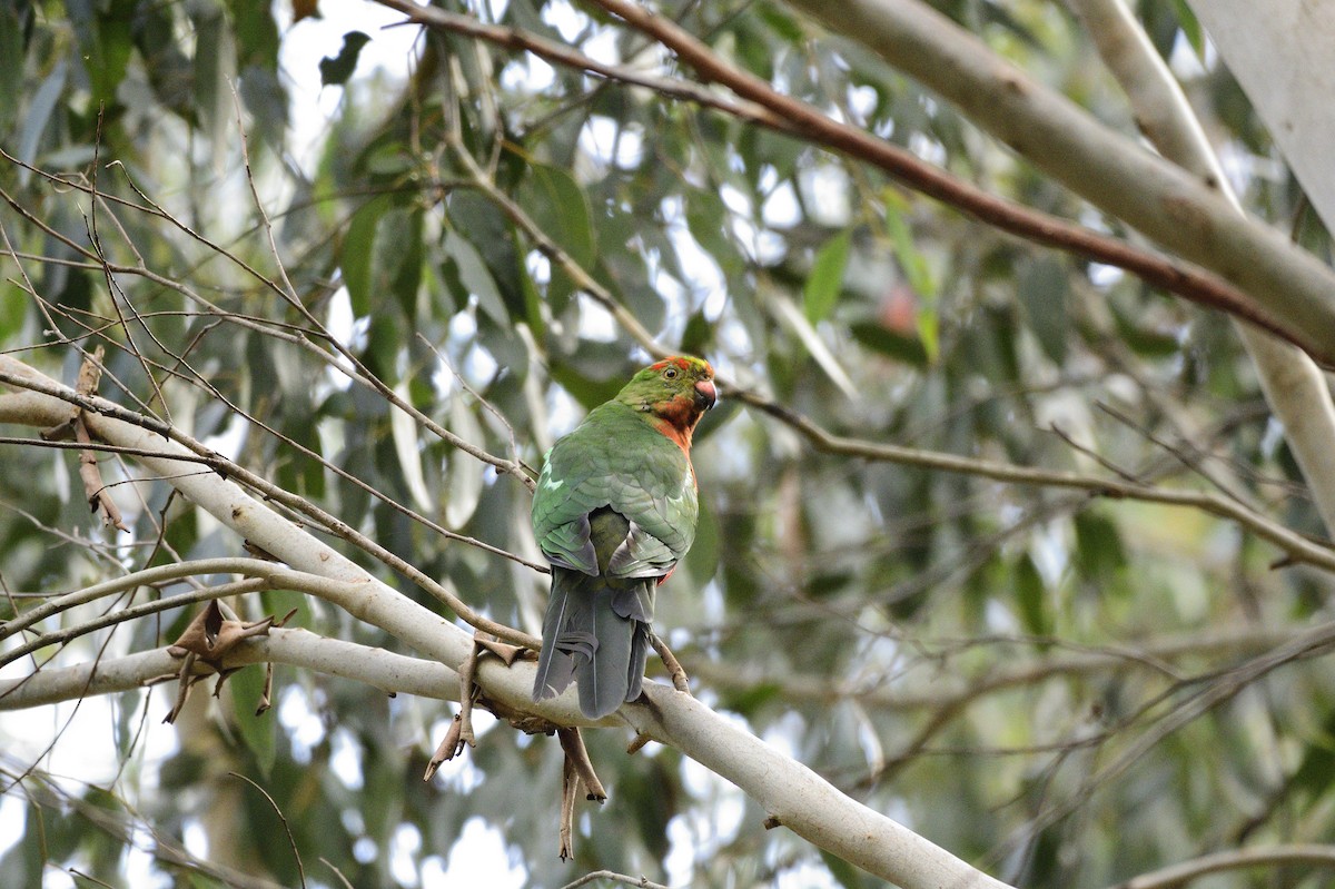 Avustralya Kral Papağanı - ML620016733