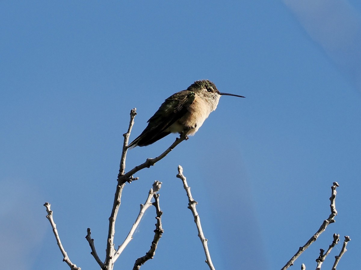 Broad-tailed Hummingbird - ML620016762