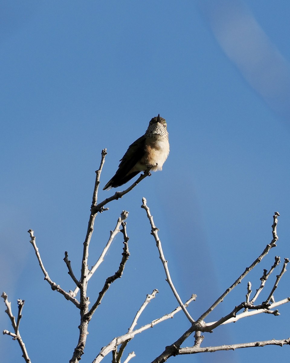 Broad-tailed Hummingbird - ML620016763