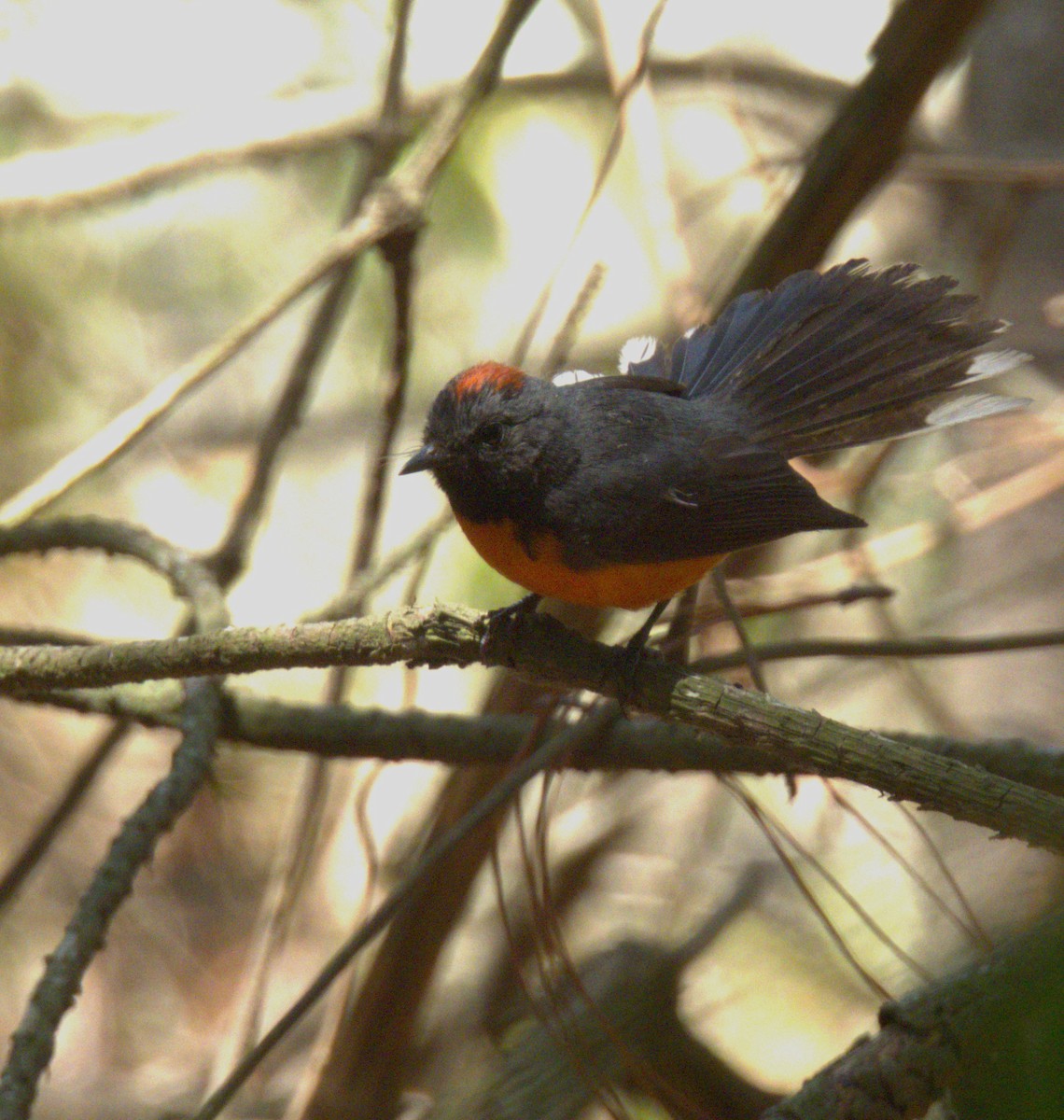 Slate-throated Redstart - ML620016769