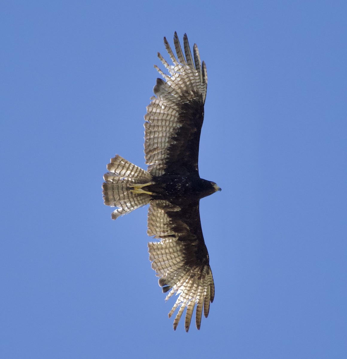Zone-tailed Hawk - ML620016770