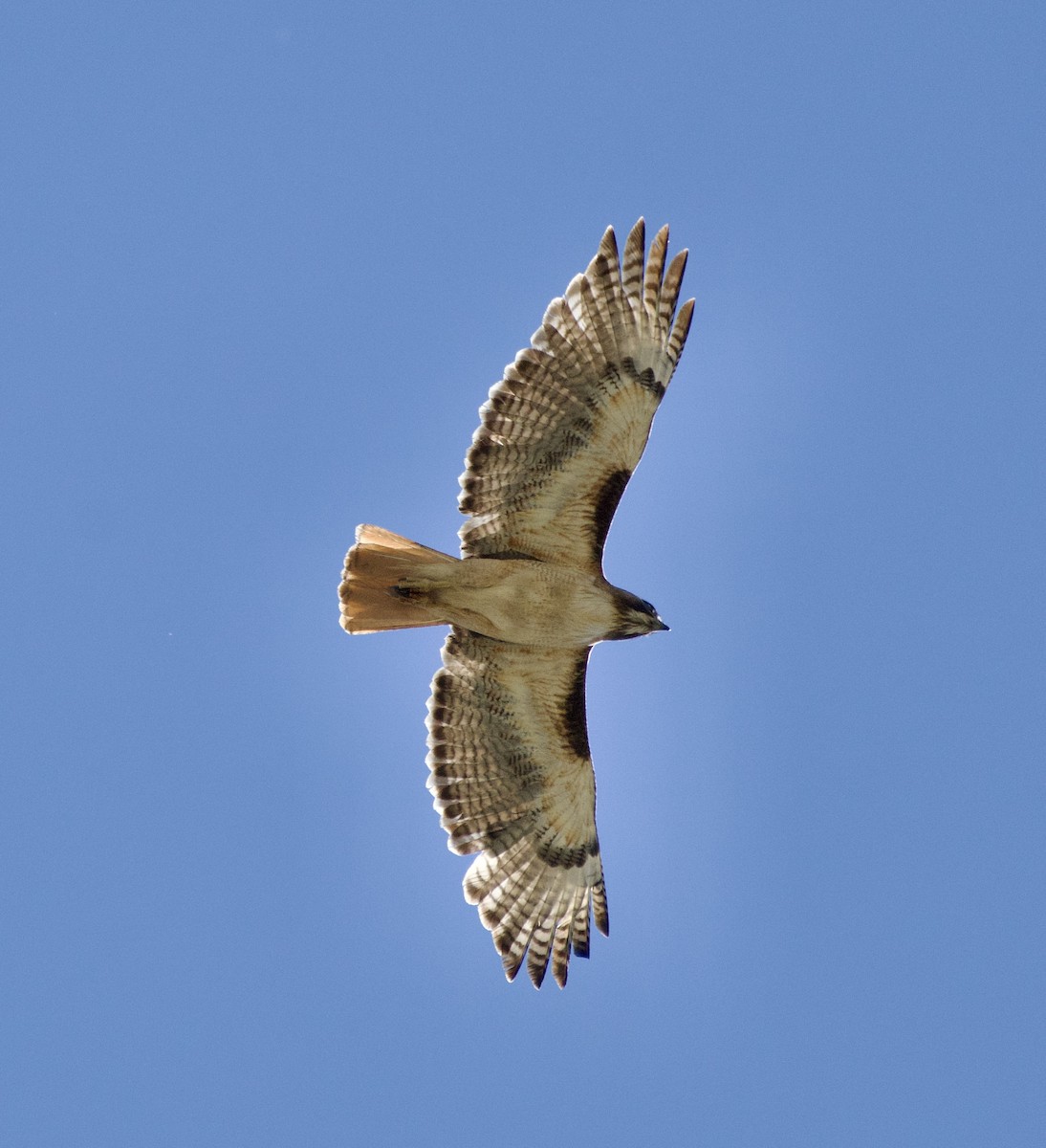 Red-tailed Hawk - ML620016773