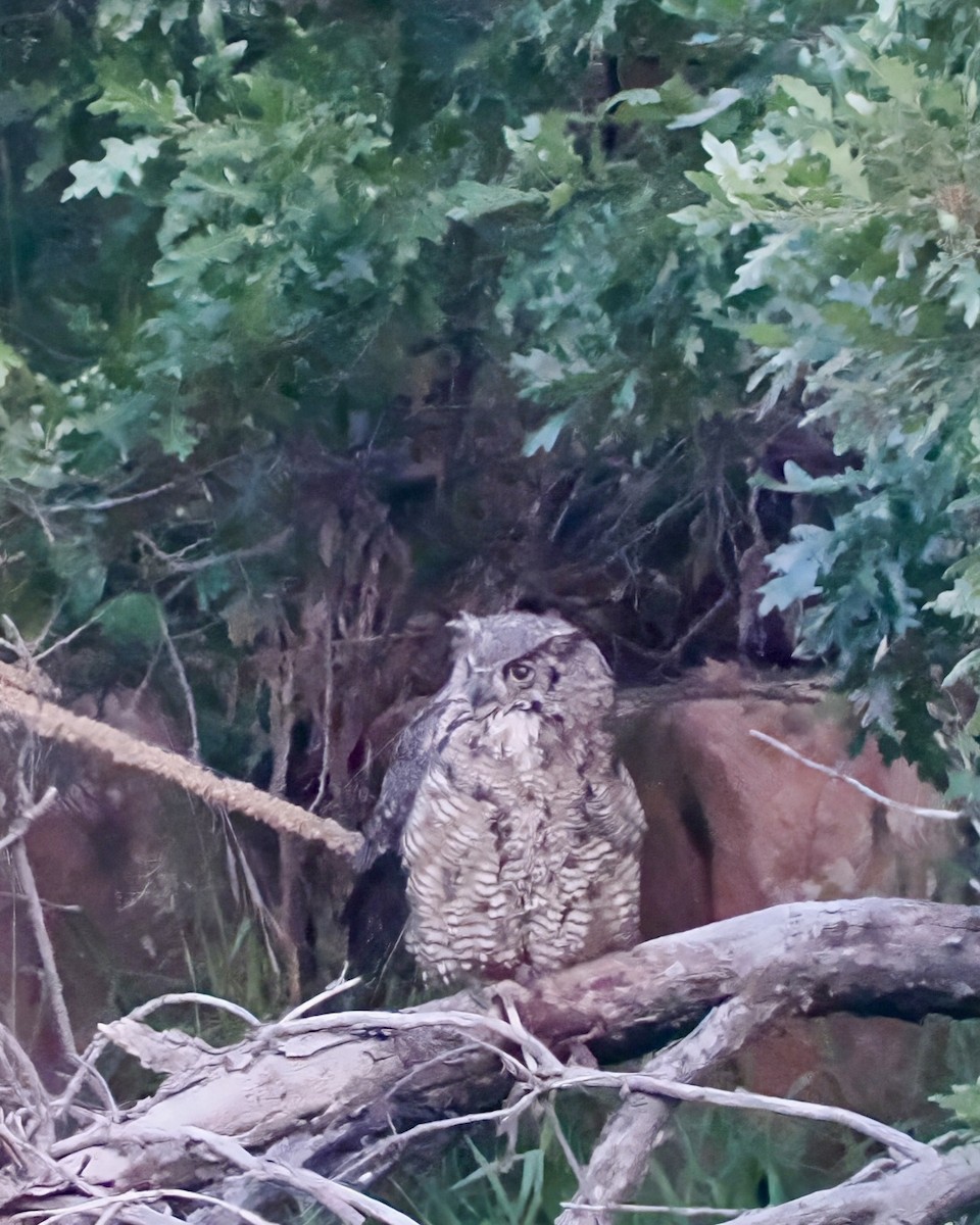 Great Horned Owl - Melody Serra