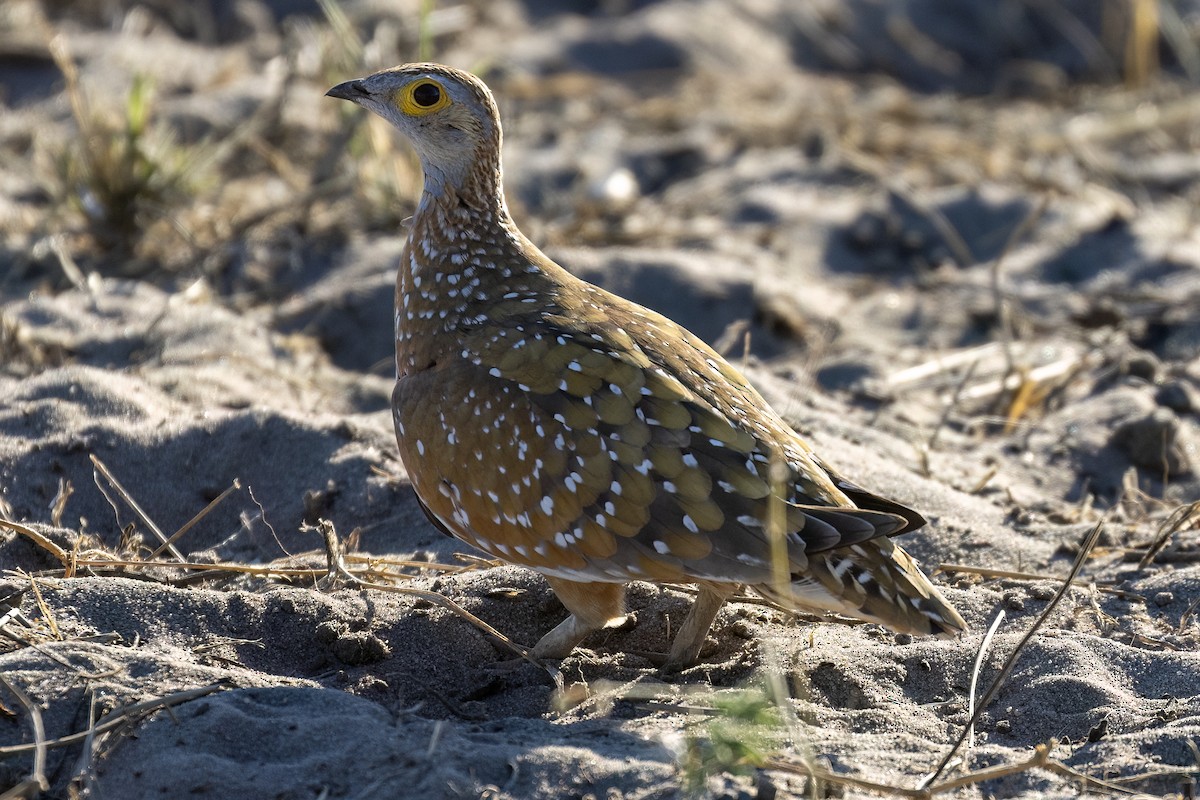 Burchell's Sandgrouse - ML620016782