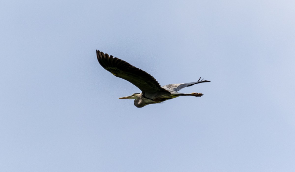 Great Blue Heron - Arun Christopher Manoharan