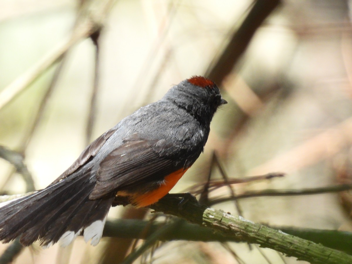 Slate-throated Redstart - ML620016793