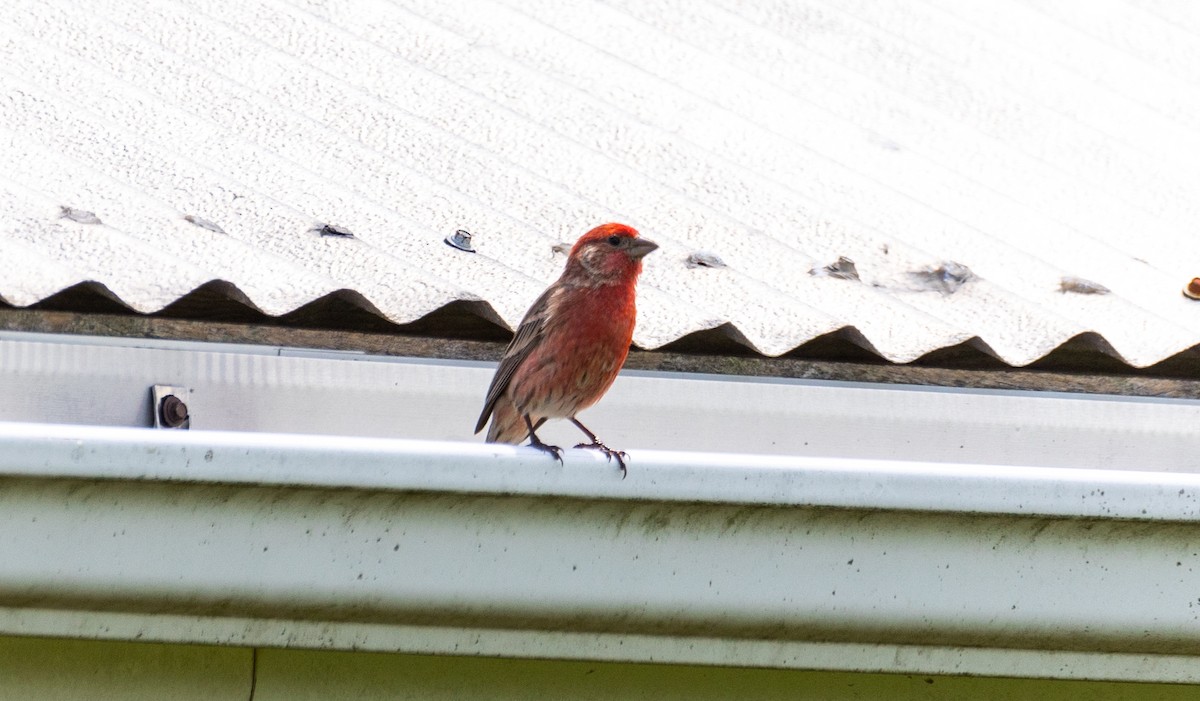 House Finch - ML620016800