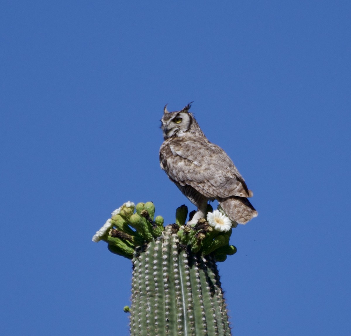 Great Horned Owl - ML620016803