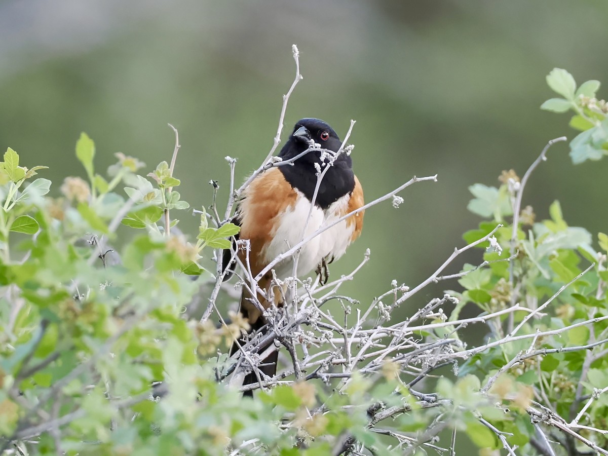 Spotted Towhee - ML620016808