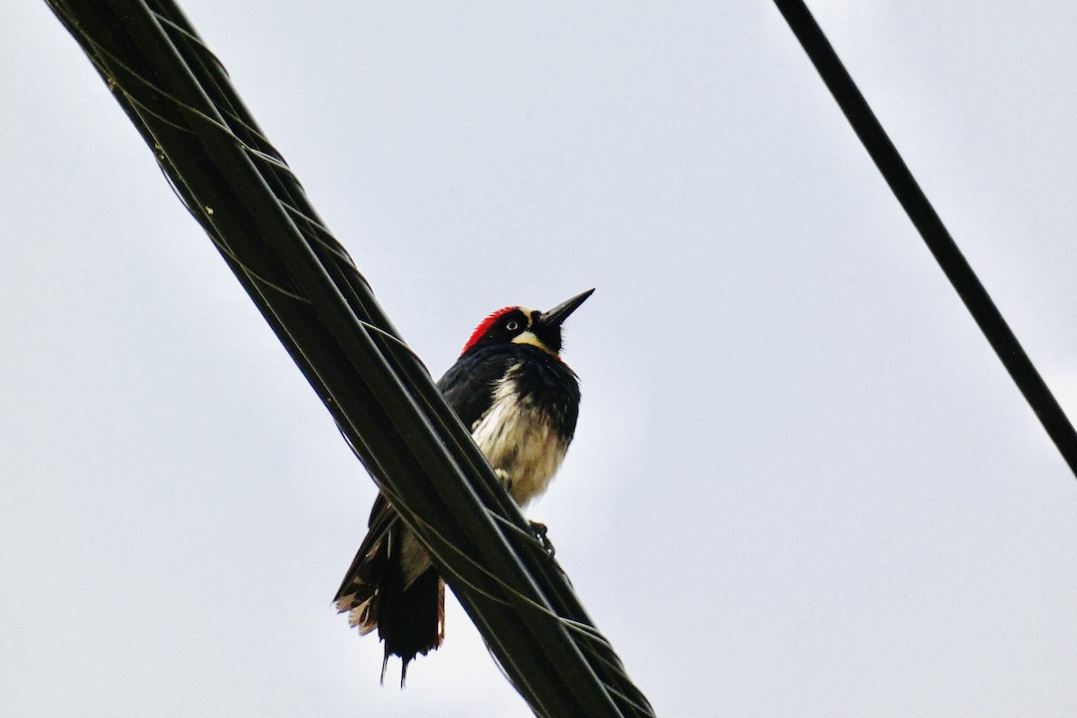 Acorn Woodpecker - ML620016816