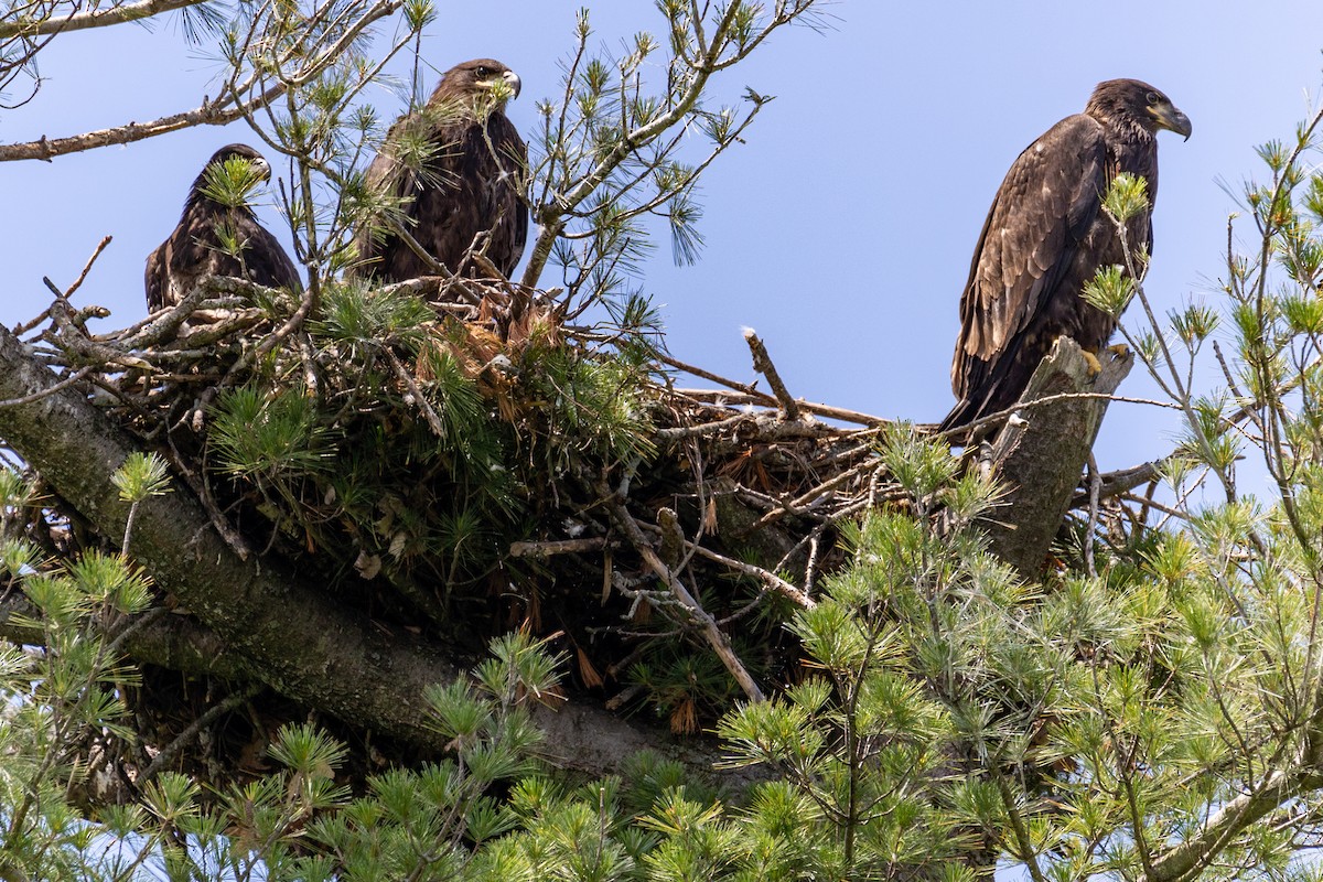 Bald Eagle - ML620016818