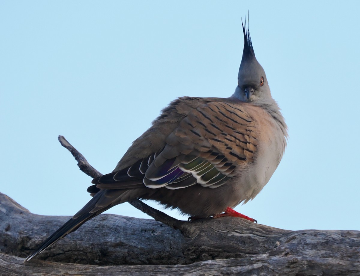 Crested Pigeon - ML620016819