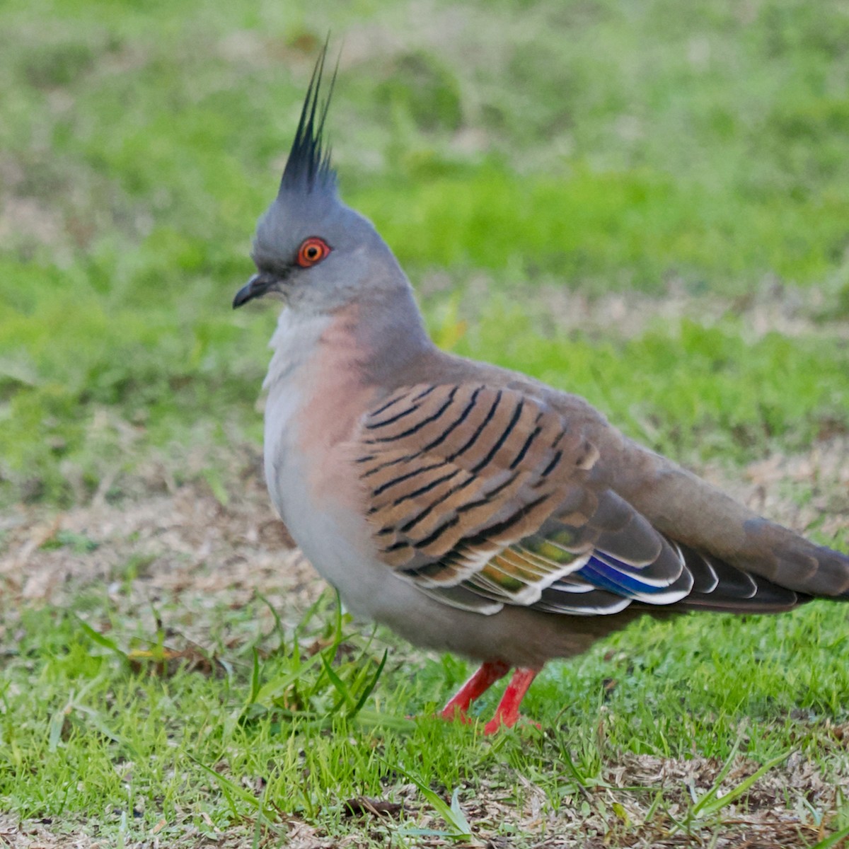 Crested Pigeon - ML620016820