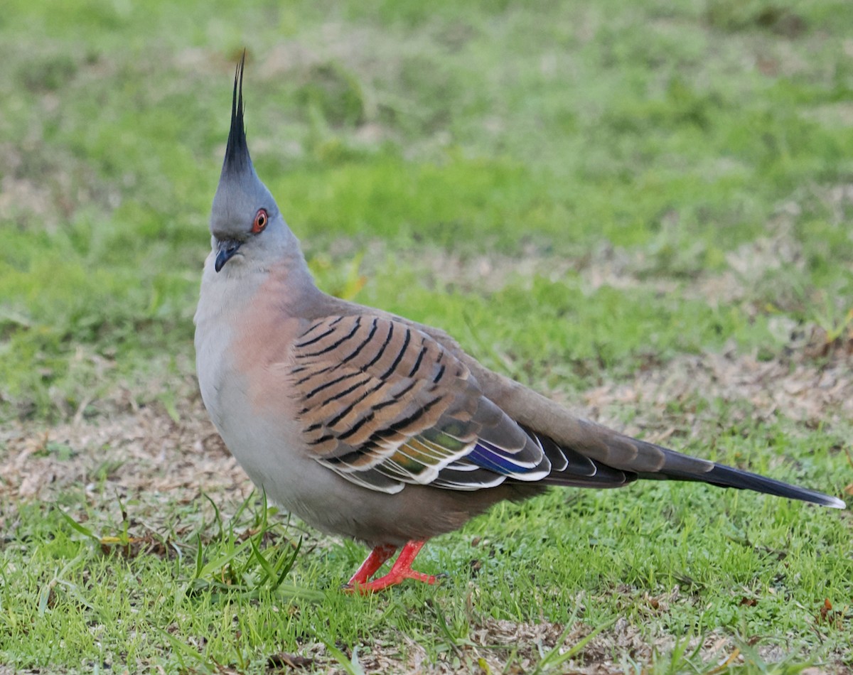 Crested Pigeon - ML620016821