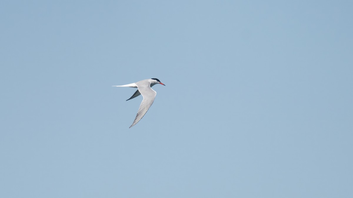 Common Tern - ML620016822