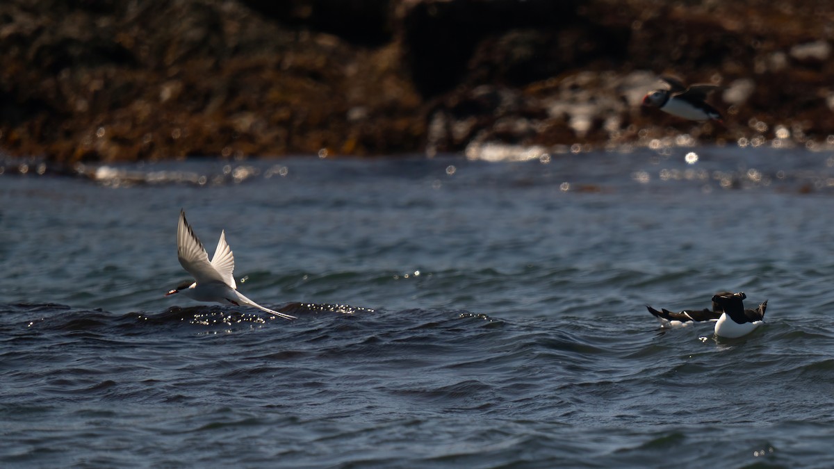 Arctic Tern - ML620016823