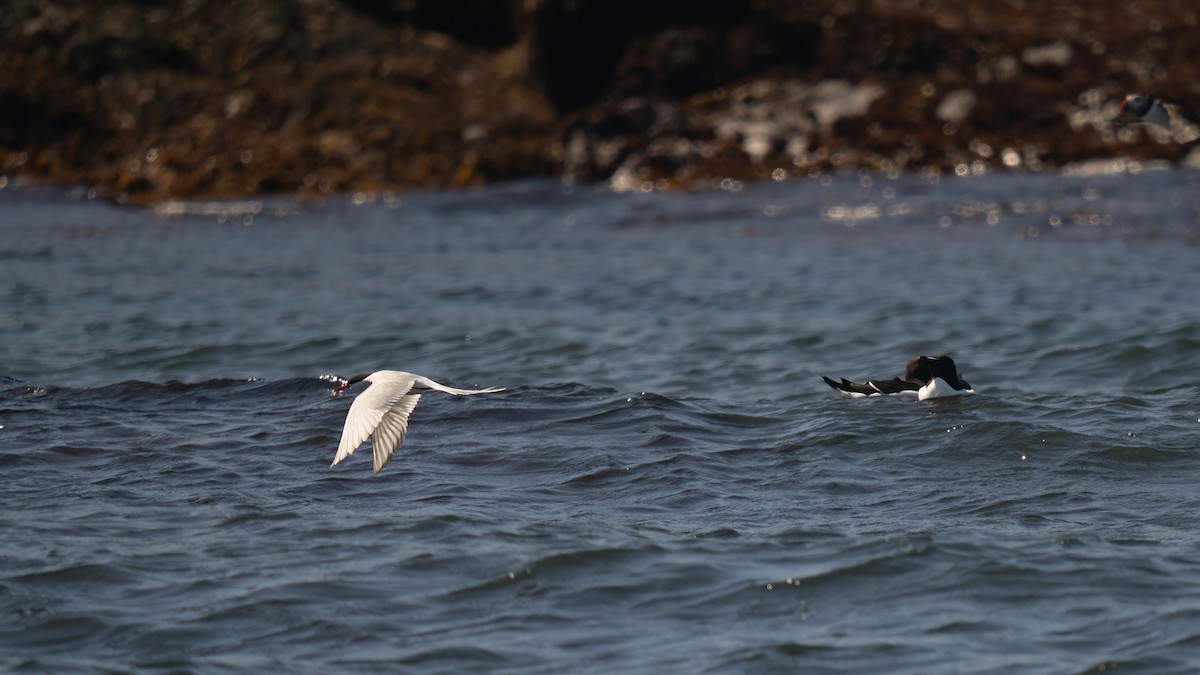 Arctic Tern - ML620016826