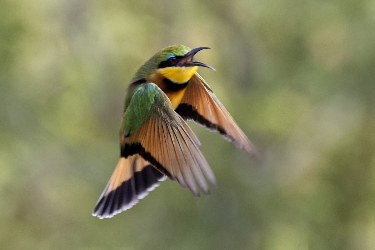 Little Bee-eater - ML620016832